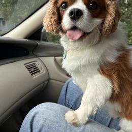 Fisher - Cavapoo