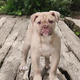 Girl 3 - Fawn and white female Bulldog puppy in Washington from Sun City Campeiro Bulldogs