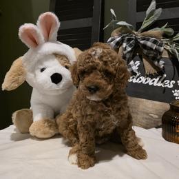 Bernedoodle, Goldendoodle, and Poodle Puppies from 4goldendoodles