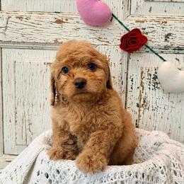 George - Red male Labradoodle puppy in Bruceton Mills, West Virginia from Adonai Ra'ah Farms