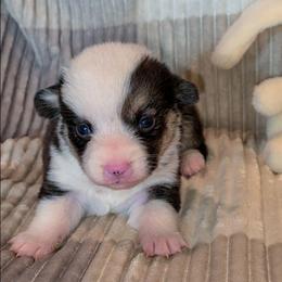 Teddy - Black and tan male Pembroke Welsh Corgi puppy in New Hampshire from Muddy Paws Corgis