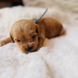Revere - Buff and white male Cockapoo puppy in Alexandria, Alabama from Bright and Beautiful Cockapoos and Doodles