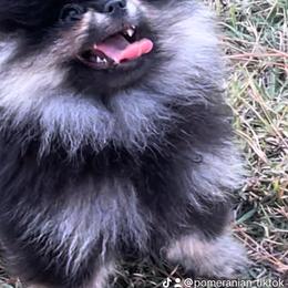 Pomeranian Puppies from Silver’s Reigning Heir Poms