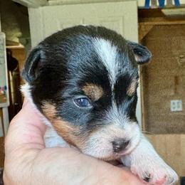 Uno - Tri-color female Russell Terrier puppy in Viper, Kentucky from Mountain Top