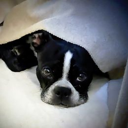 Serana - Boston Terrier