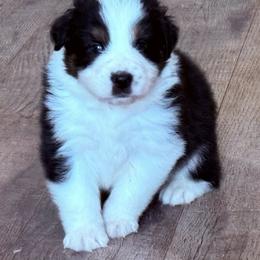 Guiness - Black tri-color male Australian Shepherd puppy in Celina, Tennessee from CumberlandRidge Australian Shepherds
