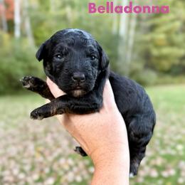 Belladonna - Phantom female Bernedoodle puppy in Midland, Michigan from Northern Charm Farm