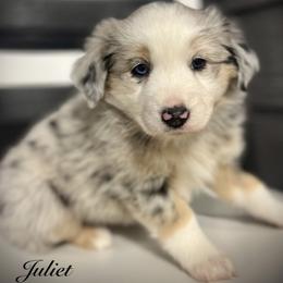 Juliet - Blue merle female Miniature Australian Shepherd puppy in St.James, Missouri from Vineyard Ridge Mini Aussies