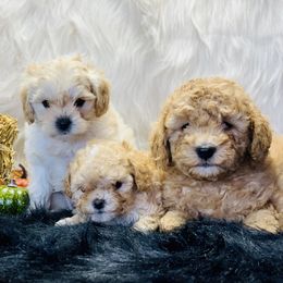Cavalier King Charles Spaniel and Cavapoo Puppies from Northern’s Cute Cuddly Cava poo’s and Cavaliers