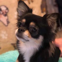 Lexi - Chihuahua