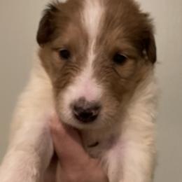 Wicket - Collie puppy from Medicine Wheel Farms and Kennels