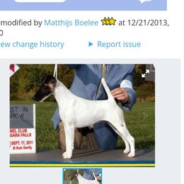 Ella - Smooth Fox Terrier