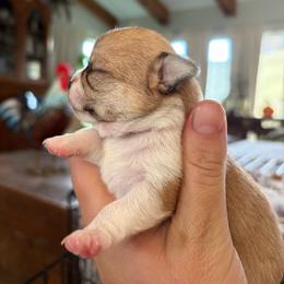 Gilbert - Sable spotted white male Chihuahua puppy in Eustis, Florida from Chichianna's Legacy