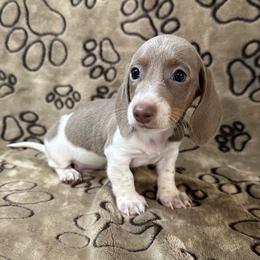 Isabella Piebald (Patches) - Piebald male Dachshund puppy in George West, Texas from Rockin M Kennel