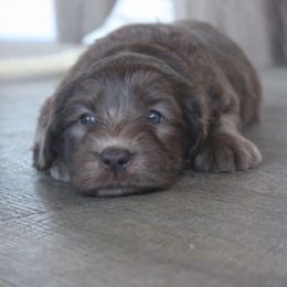Australian Labradoodle Puppies from Ohio Valley Labradoodles