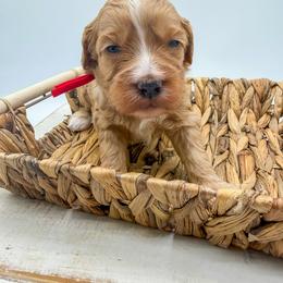 Stormy - Apricot female Goldendoodle puppy in Sunman, Indiana from Brunsman Country Doodles LLC