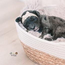 Bernedoodle and Goldendoodle Puppies from Hommel’s Mini Darling Doodles