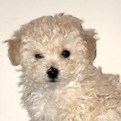 Bologneses from Elfin Bolognese