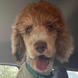 Rifle - Poodle