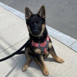 German Shepherd Puppies from Lucky Star Shepherds