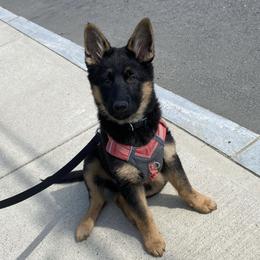German Shepherd Puppies from Lucky Star Shepherds