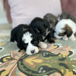 Bernedoodle, Cavapoo, and Goldendoodle Puppies from Doodle Amore