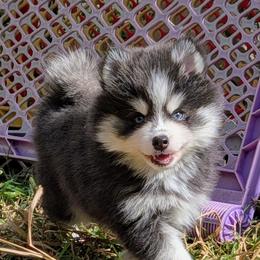 Gruyere (blue)- 2100 - Blue female Pomsky puppy in Spring Hill, Florida from www.PuppyTimeEmporium.com