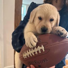 Ram- White English Lab- blue collar - Yellow male Labrador Retriever puppy in Isanti, Minnesota from Four Corners Family Labs