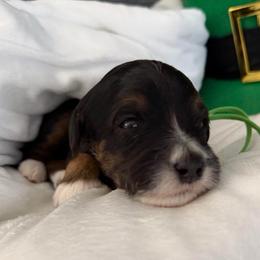 Mr Green - Tri-color male Bernedoodle puppy in Toledo, Ohio from Avery Doodle Day LLC