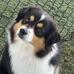 Star - Miniature American Shepherd