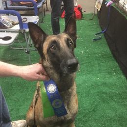 Belgian Malinois from Windrider Kennel