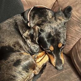 Dachshunds from Pams Puppies
