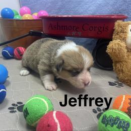 Jeffrey - Sable male Pembroke Welsh Corgi puppy in Apison, Tennessee from Ashmore Corgis