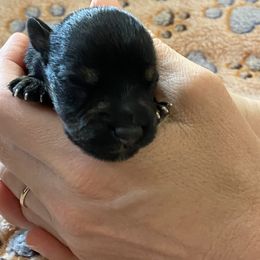Miniature Schnauzer Puppies from Simplicity Schnauzers