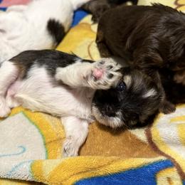 Cookie - Black and white male Shihpoo puppy in Denver, Colorado from Angel babies