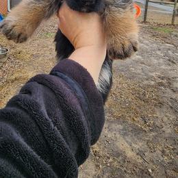 Girl 3 - Black and red female German Shepherd puppy in Roanoke, Alabama from Von Schönen Träumen German Shepherds