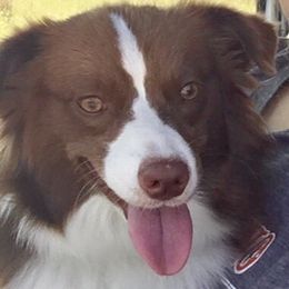 Harley - Toy Australian Shepherd