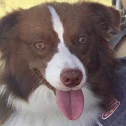 Harley - Toy Australian Shepherd