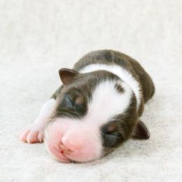 Hale - Red tri-color male Australian Shepherd puppy in Aberdeen, North Carolina from Huckleberry Hill Aussies LLC.