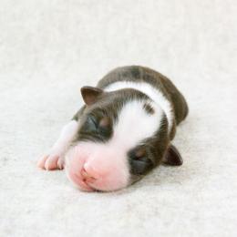 Hale - Red tri-color male Australian Shepherd puppy in Aberdeen, North Carolina from Huckleberry Hill Aussies LLC.