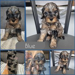 Blue - Merle male Cockapoo puppy in Zanesville, Ohio from Southtown Doodles LLC