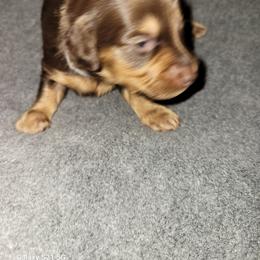 Dachshund Puppies from Weenies on the Lake