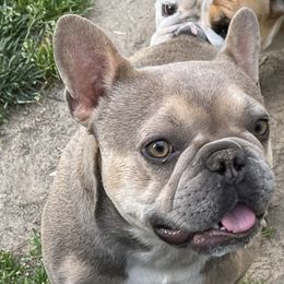 Cersi - French Bulldog