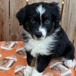 Pepper - Black & white female Australian Shepherd puppy in Harrah, Oklahoma from Kamm's Aussies