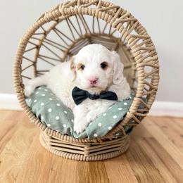 Snoopy - Parti male Goldendoodle puppy in Payson, Utah from The Puppy Nest