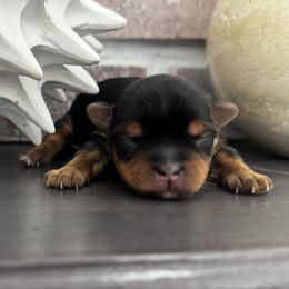 Yorkshire Terrier puppies from Narnian Yorkies