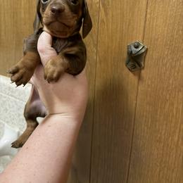Wembley - Chocolate and tan male Dachshund puppy in Athens, Texas from County Road Puppies
