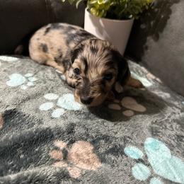 Dolly - Dapple female Dachshund puppy in Ranburne, Alabama from Camdox