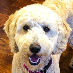Bella - Goldendoodle