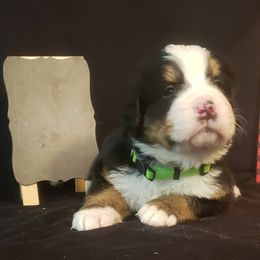 Boy 1 - Bernese Mountain Dog puppy in Francisco, Indiana from Kate's Country Canines